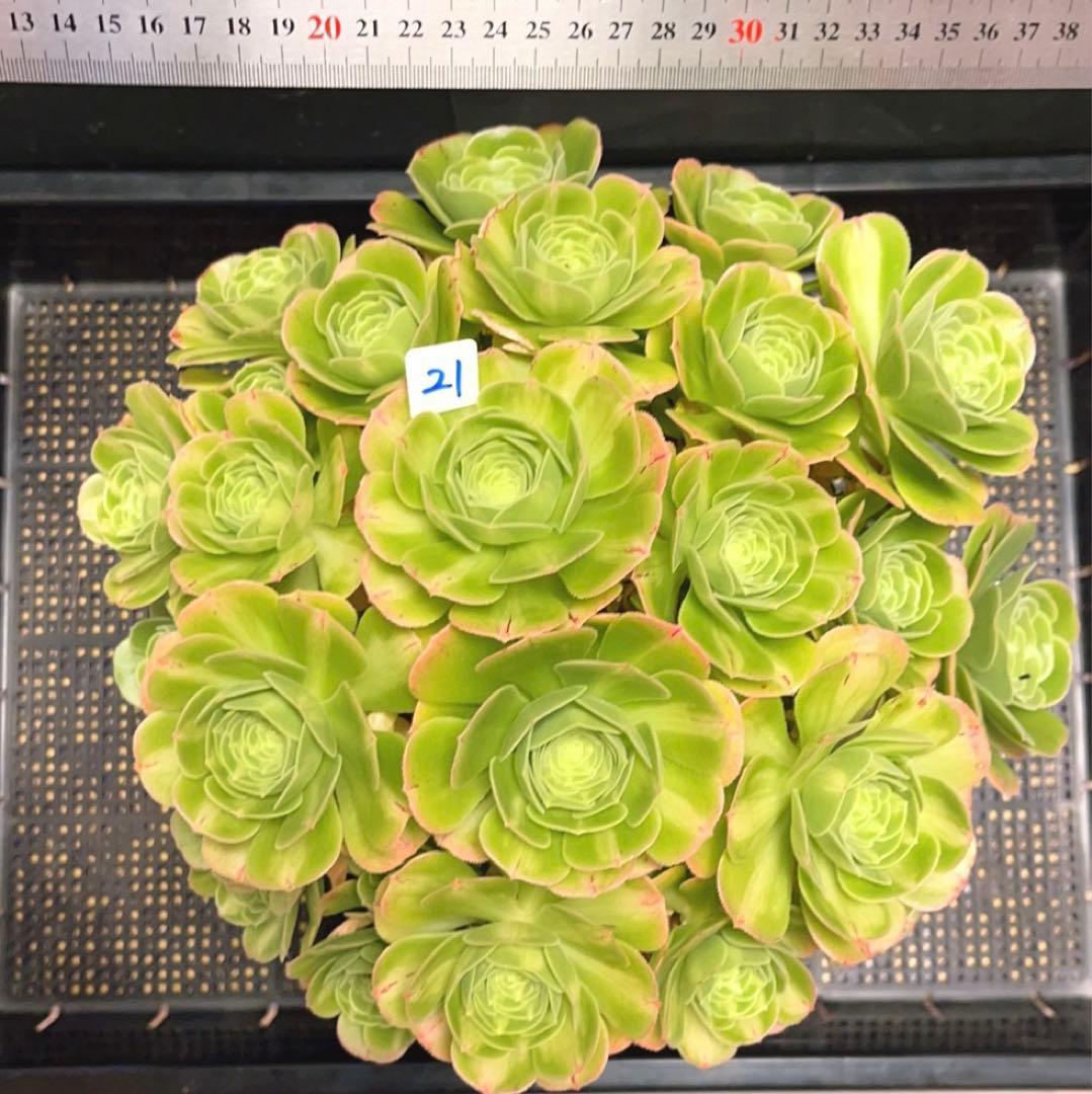 21#多肉植物アエオニウム錦❤️ 翡翠琉璃 ❤️28-30頭28cm 拔き苗