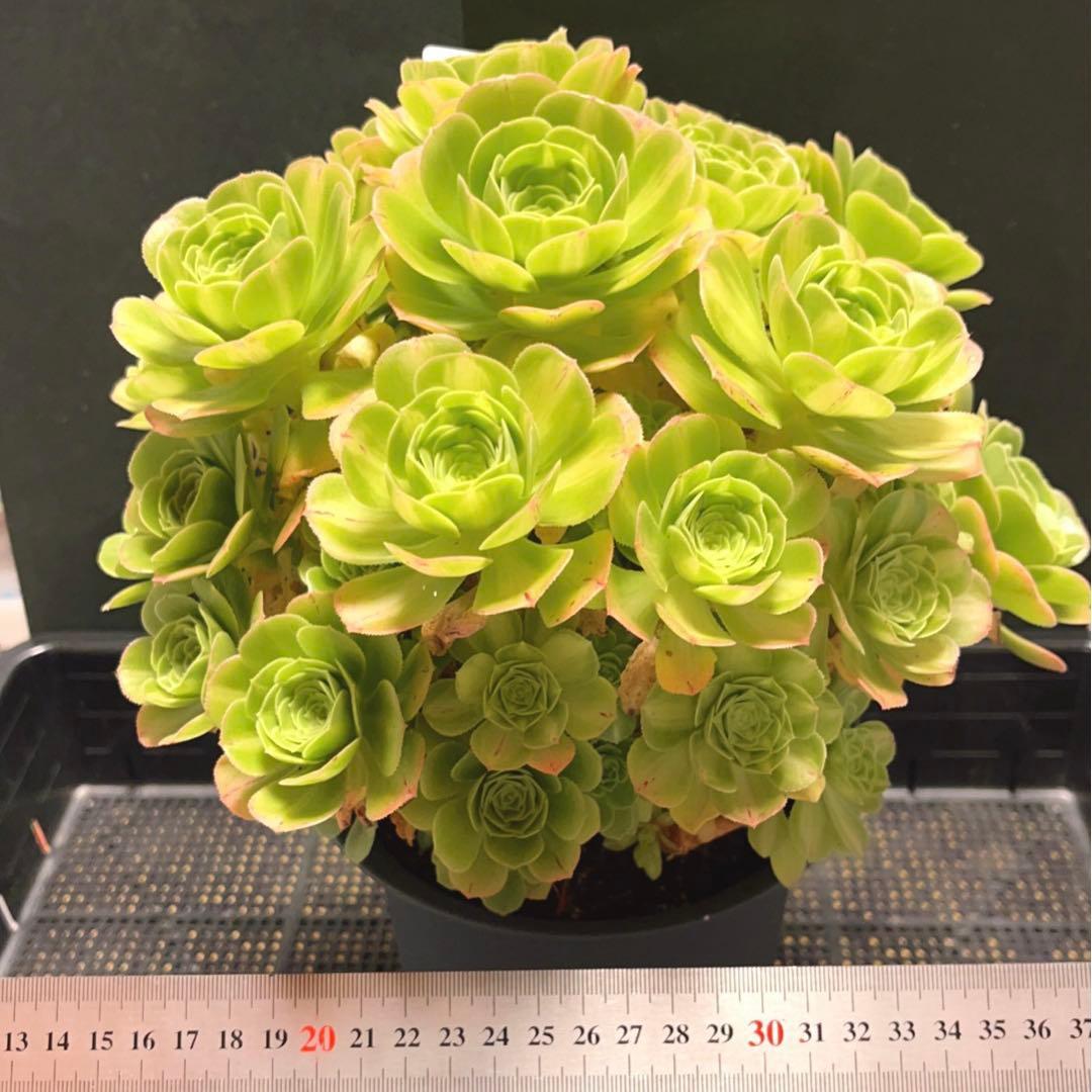 21#多肉植物アエオニウム錦❤️ 翡翠琉璃 ❤️28-30頭28cm 拔き苗