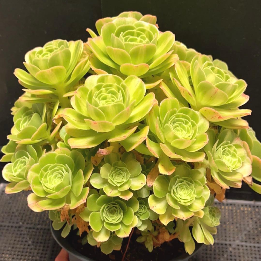 21#多肉植物アエオニウム錦❤️ 翡翠琉璃 ❤️28-30頭28cm 拔き苗