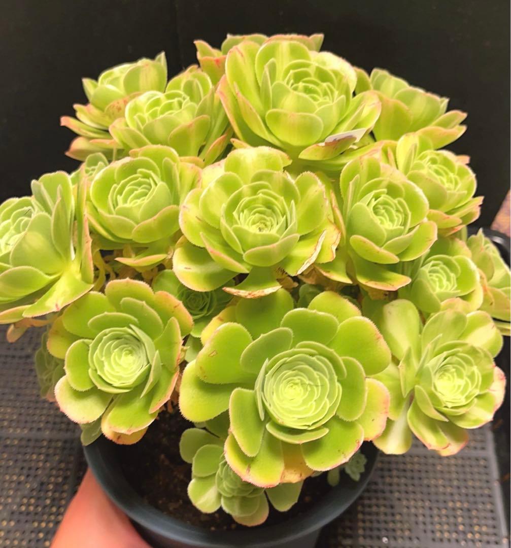 21#多肉植物アエオニウム錦❤️ 翡翠琉璃 ❤️28-30頭28cm 拔き苗
