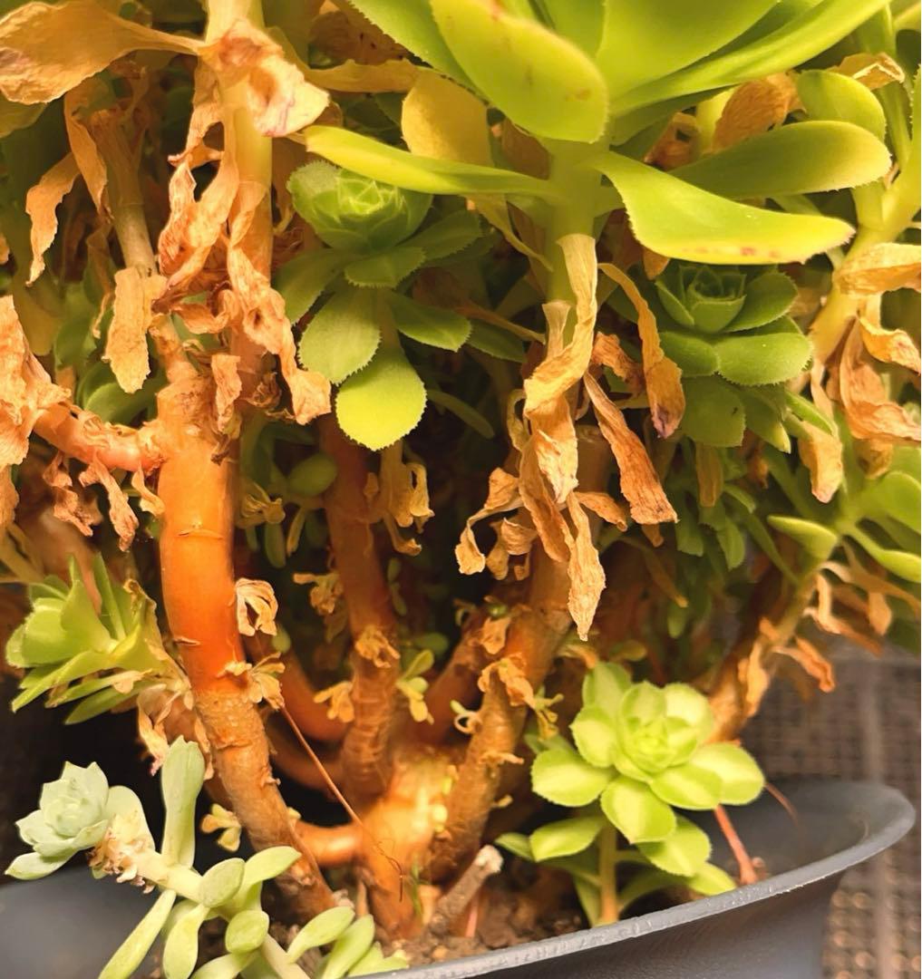 21#多肉植物アエオニウム錦❤️ 翡翠琉璃 ❤️28-30頭28cm 拔き苗