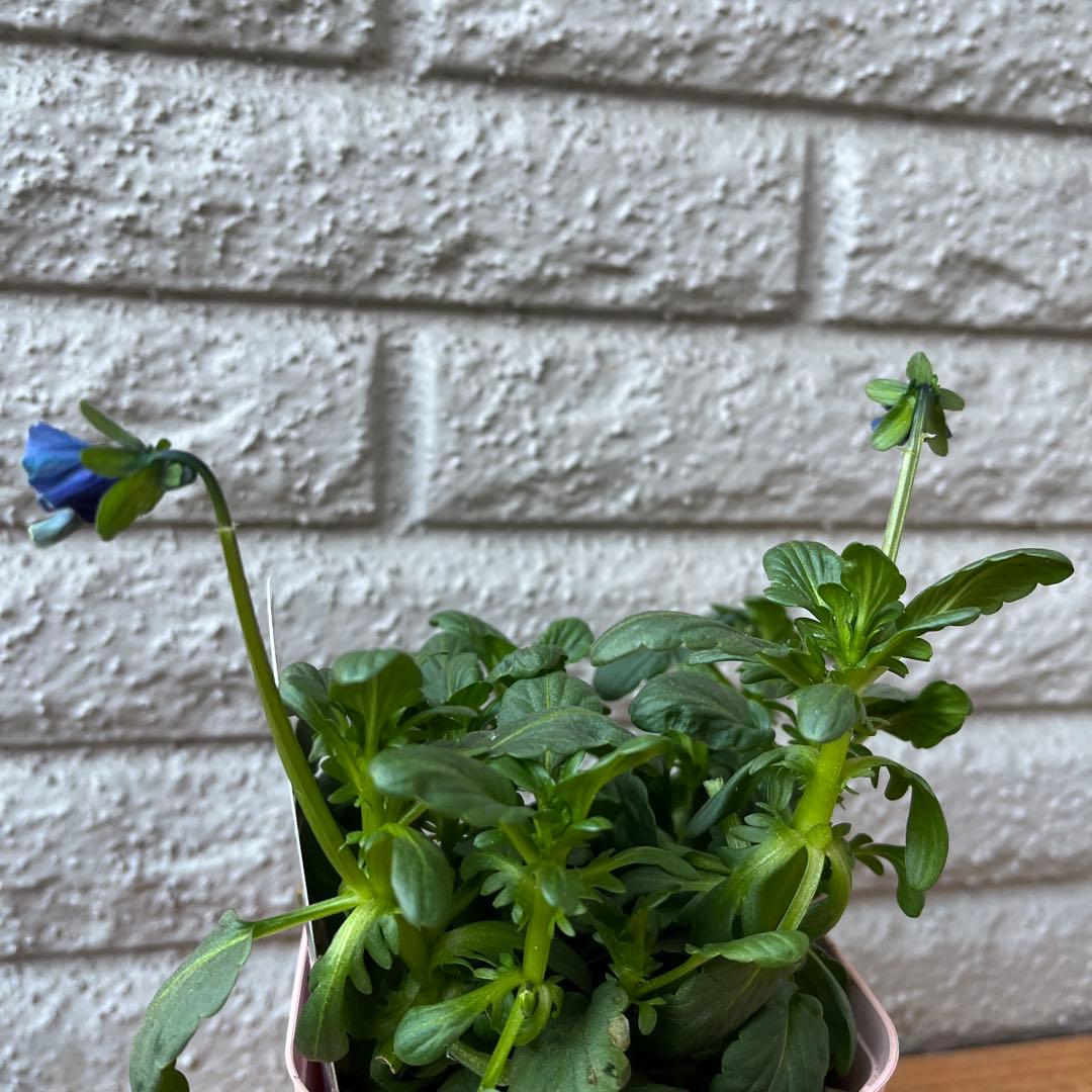 M*I様 フェデネージュ ボンソワレ