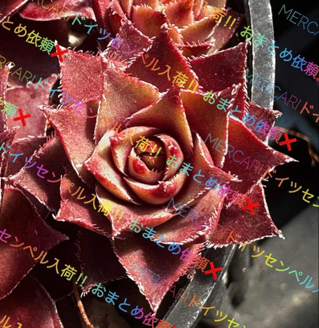 センペルビウム 輸入 Dawn to Dusk