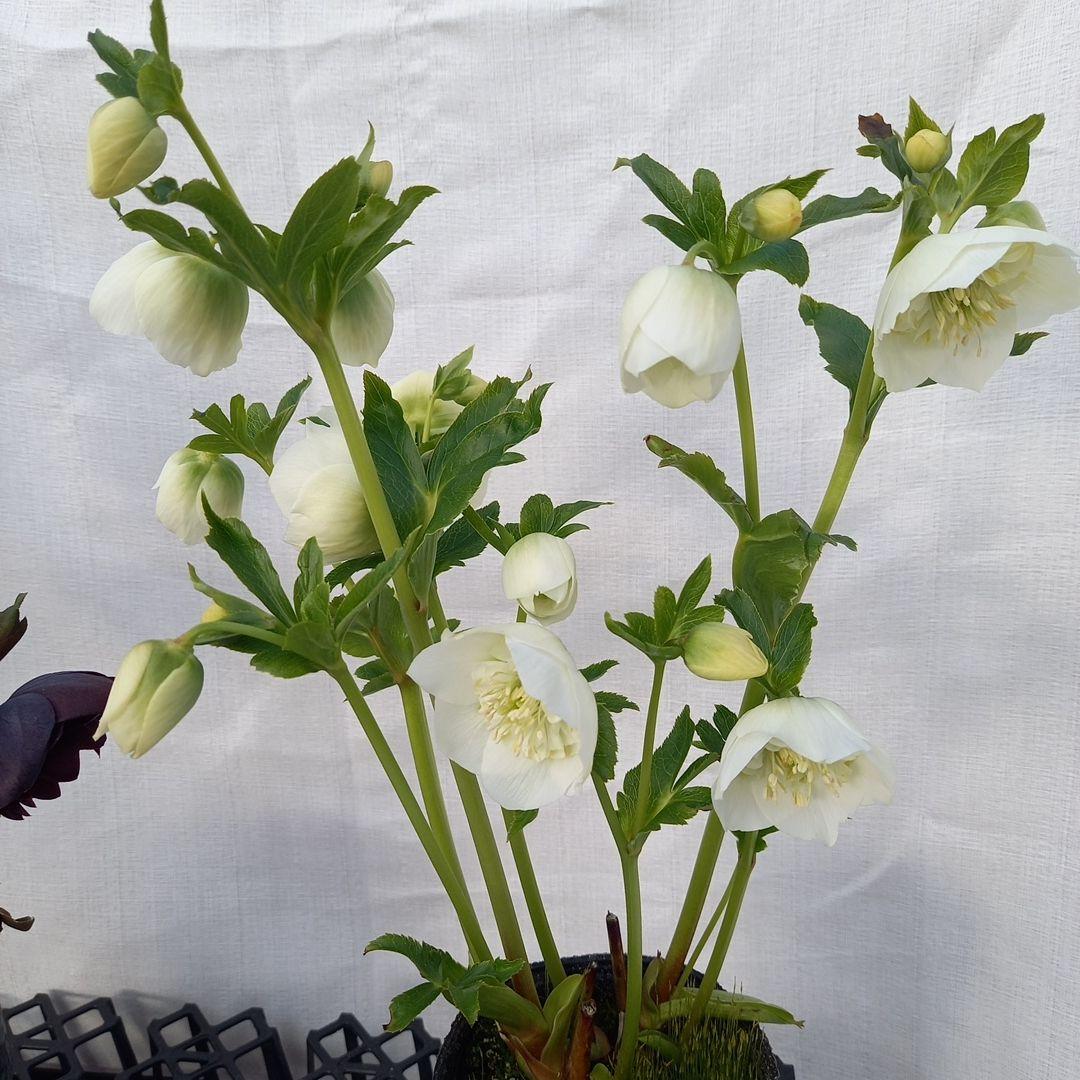 専用、お得な2個セット♪クリスマスローズ、苗、開花株