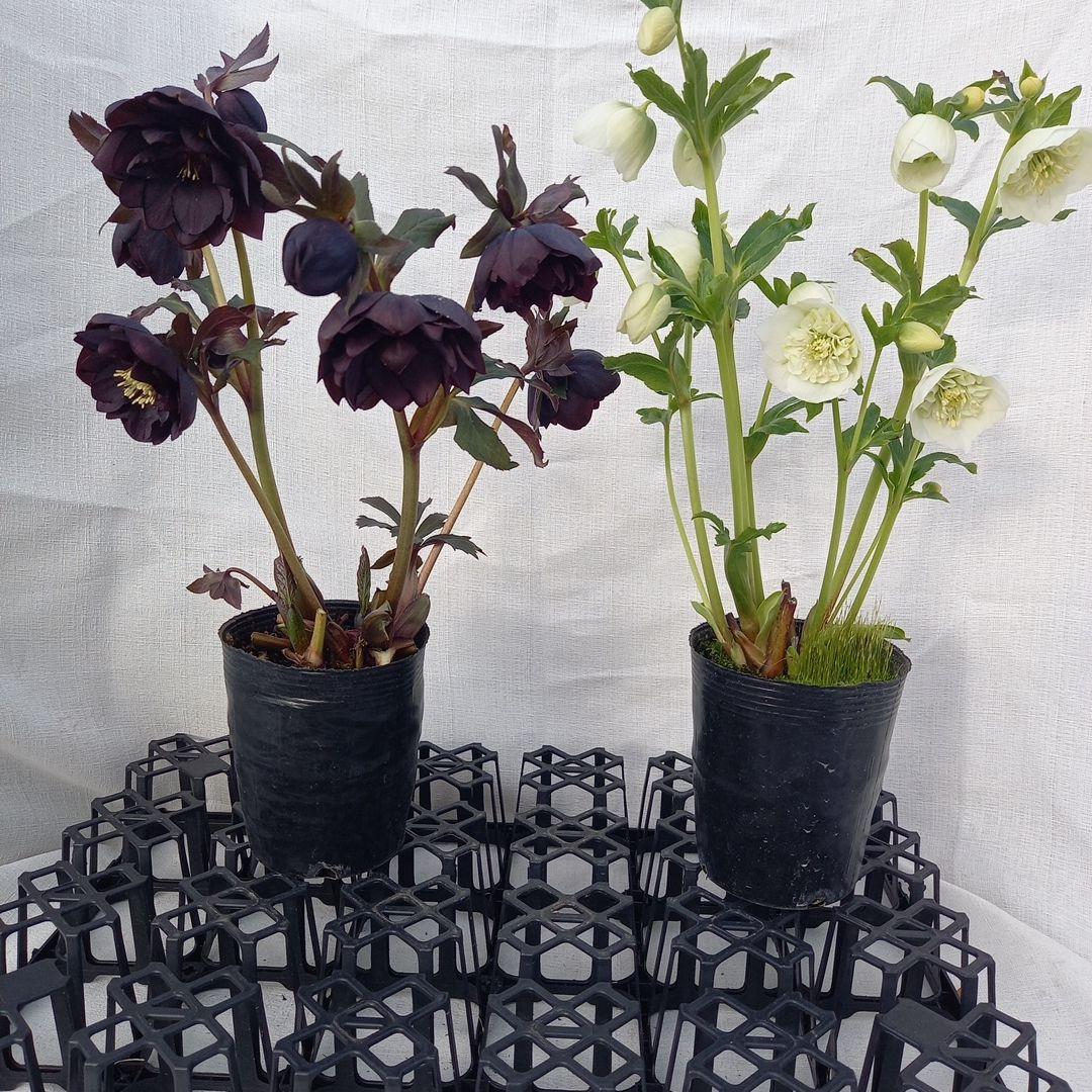 専用、お得な2個セット♪クリスマスローズ、苗、開花株