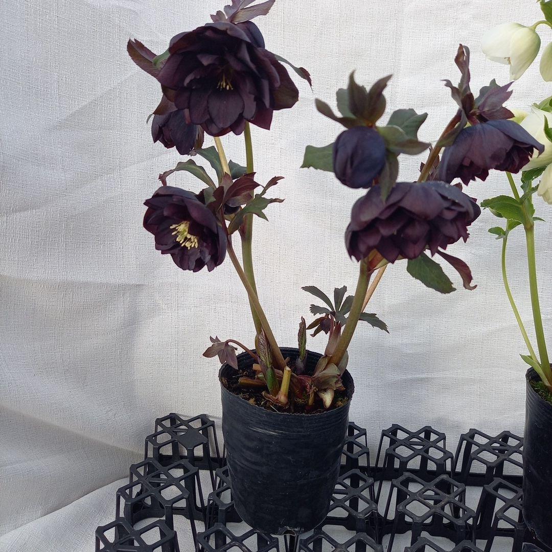 専用、お得な2個セット♪クリスマスローズ、苗、開花株