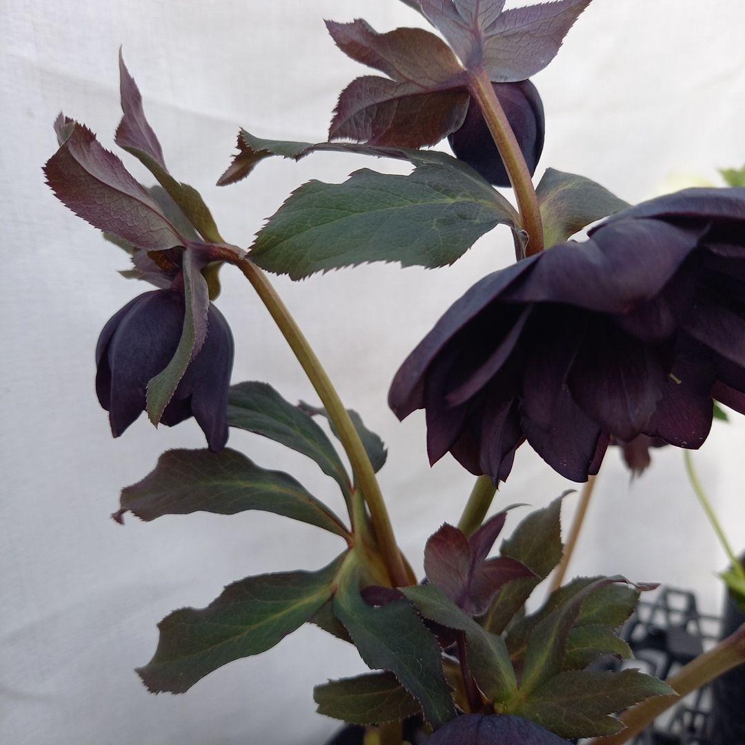 専用、お得な2個セット♪クリスマスローズ、苗、開花株