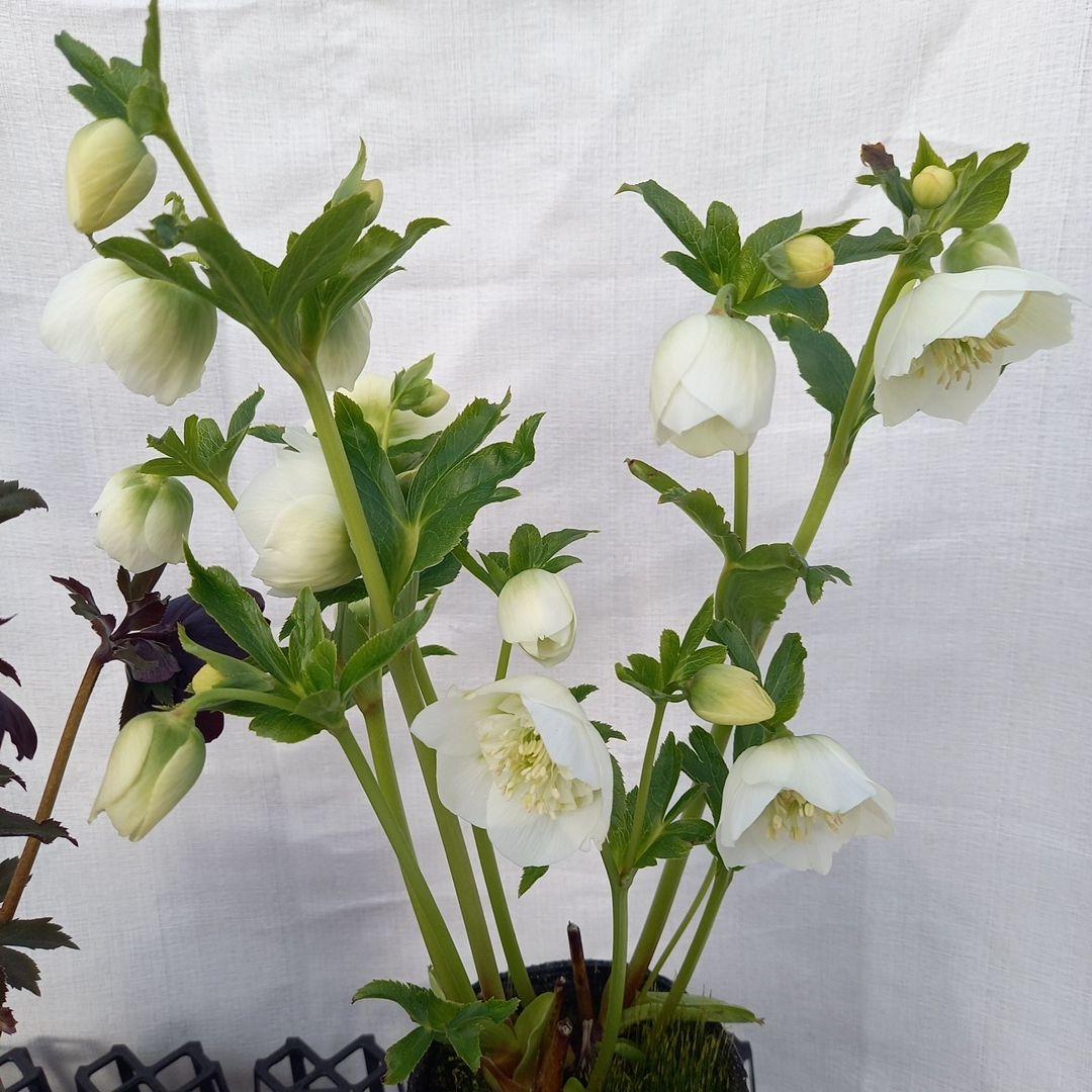 専用、お得な2個セット♪クリスマスローズ、苗、開花株