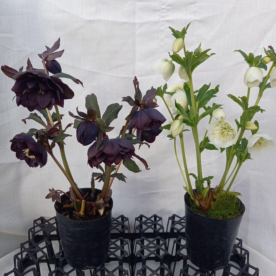 専用、お得な2個セット♪クリスマスローズ、苗、開花株