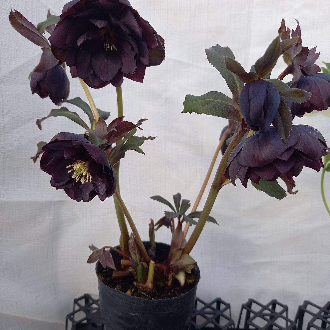 専用、お得な2個セット♪クリスマスローズ、苗、開花株