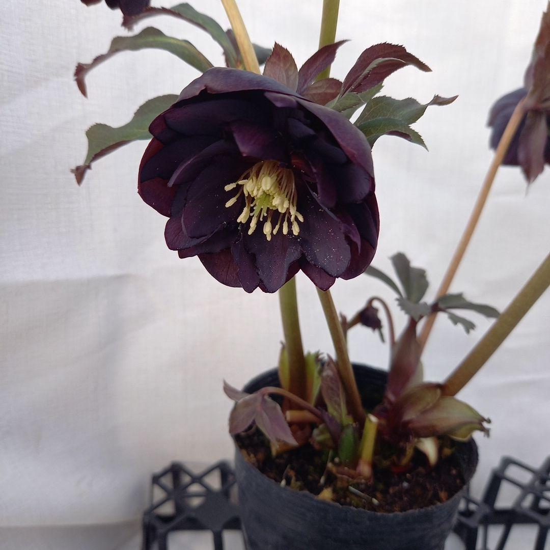 専用、お得な2個セット♪クリスマスローズ、苗、開花株