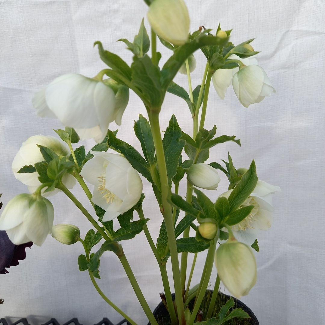 専用、お得な2個セット♪クリスマスローズ、苗、開花株