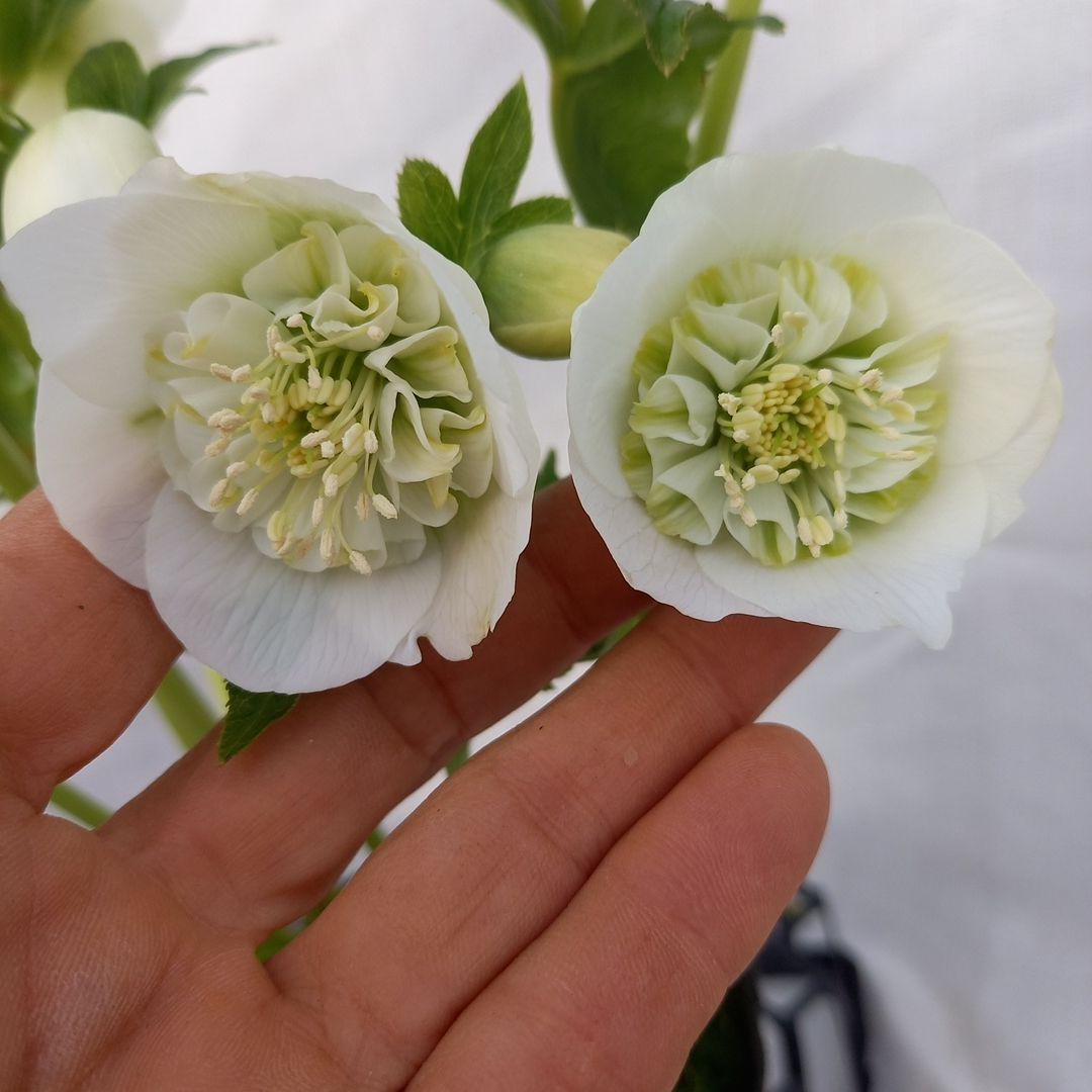 専用、お得な2個セット♪クリスマスローズ、苗、開花株