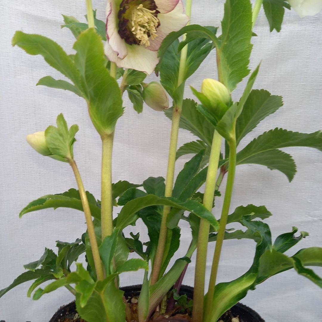 素敵な2種植えセミダブル♪クリスマスローズ、大苗、開花株