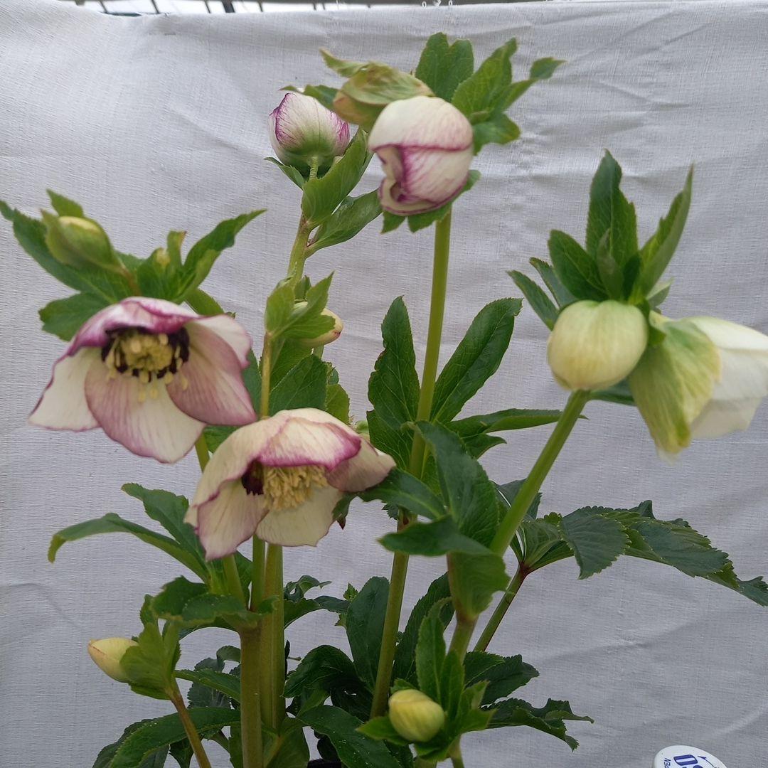 素敵な2種植えセミダブル♪クリスマスローズ、大苗、開花株