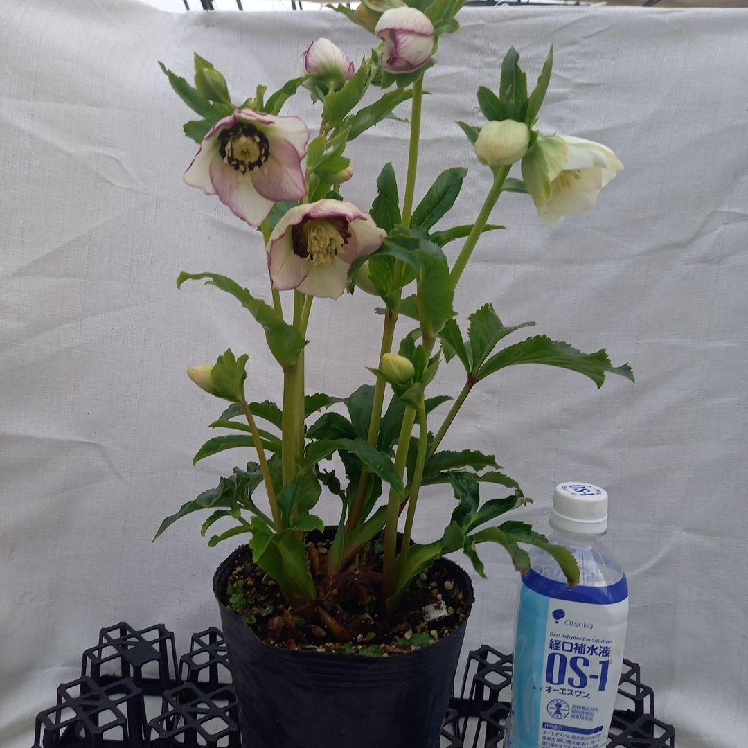 素敵な2種植えセミダブル♪クリスマスローズ、大苗、開花株