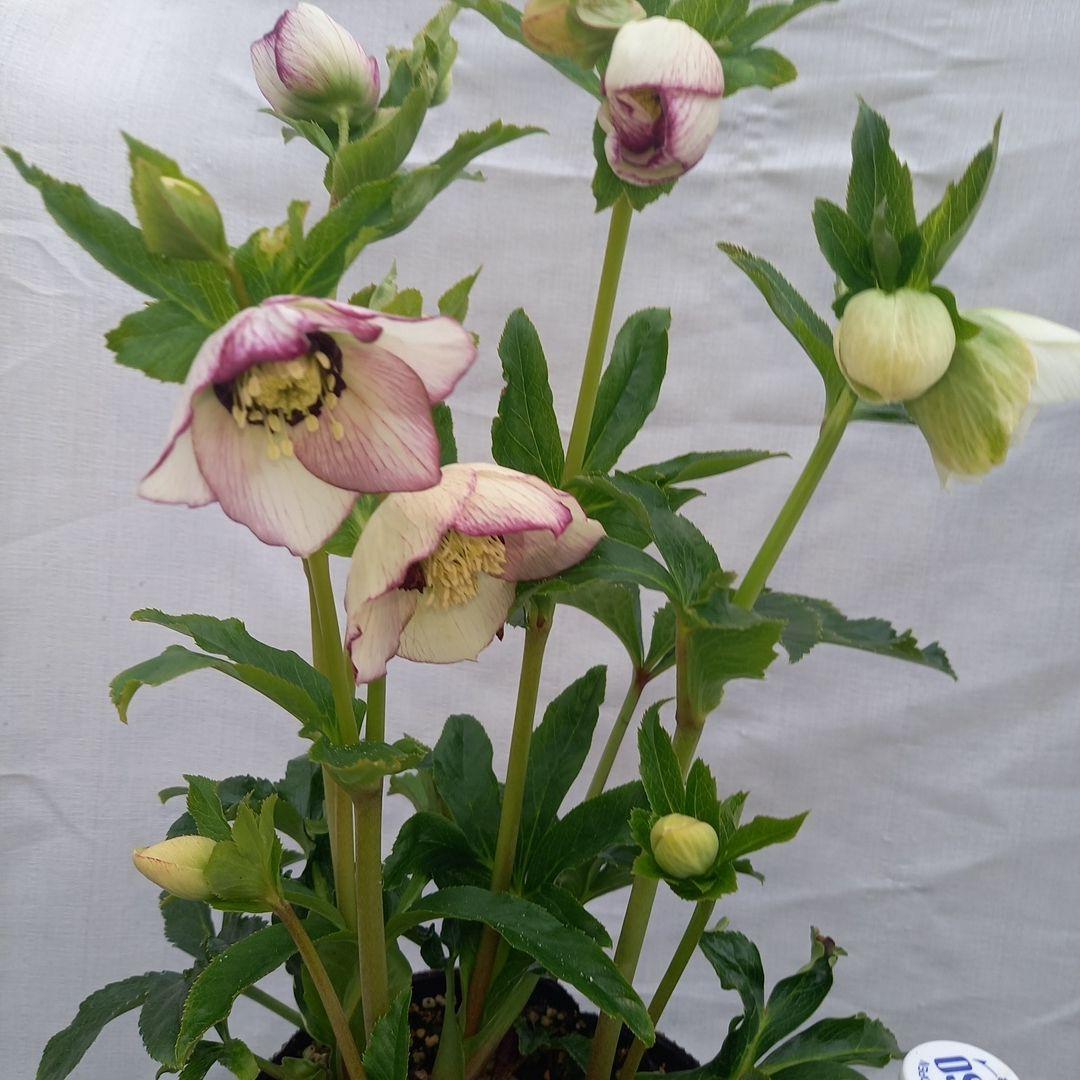 素敵な2種植えセミダブル♪クリスマスローズ、大苗、開花株