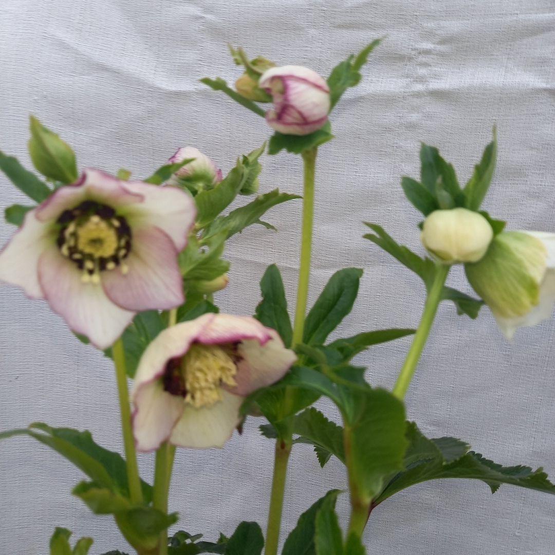 素敵な2種植えセミダブル♪クリスマスローズ、大苗、開花株