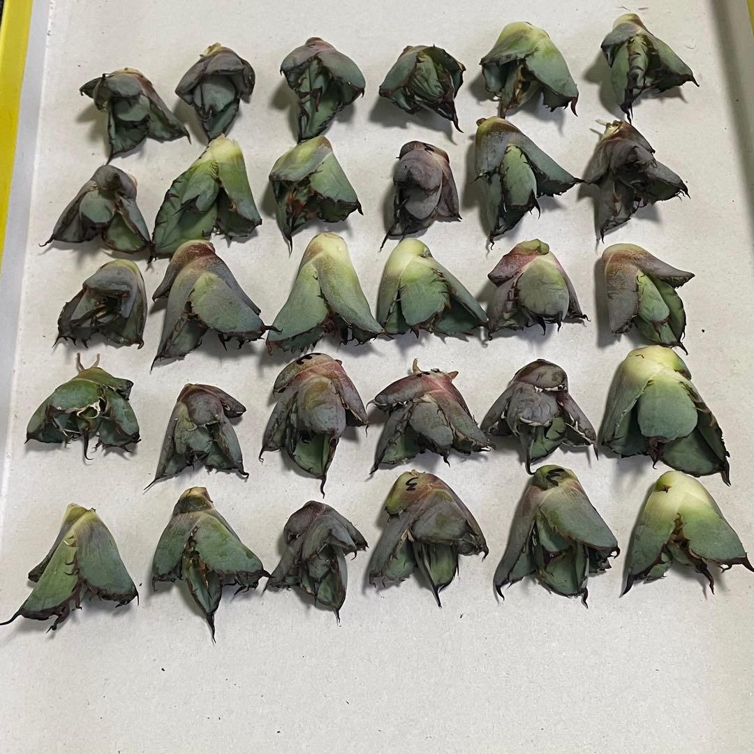 多肉植物 アガベ チタノタ ブラックアンドブルー BB 大子株 30株同梱