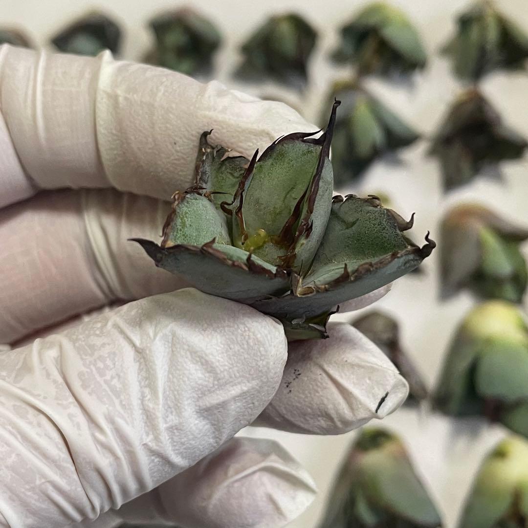 多肉植物 アガベ チタノタ ブラックアンドブルー BB 大子株 30株同梱