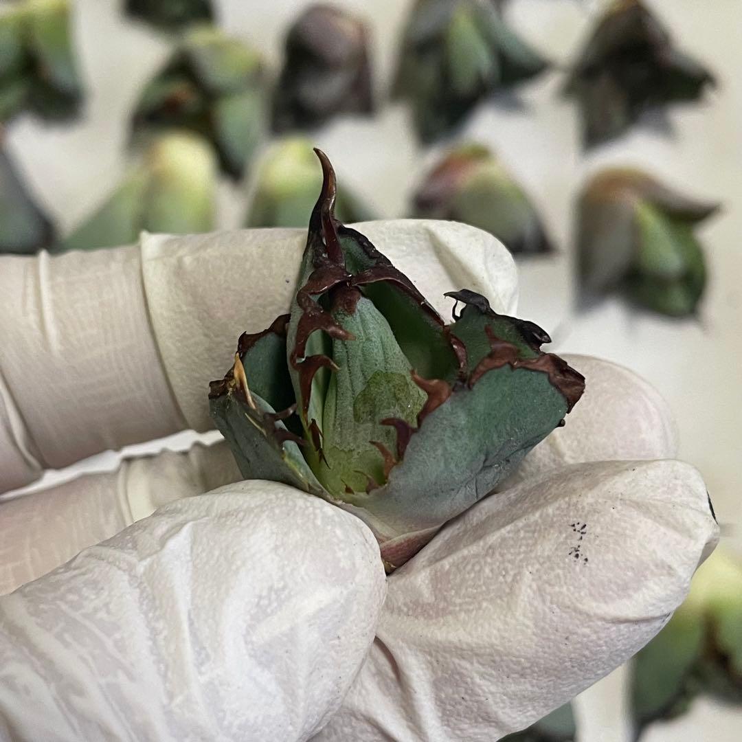 多肉植物 アガベ チタノタ ブラックアンドブルー BB 大子株 30株同梱