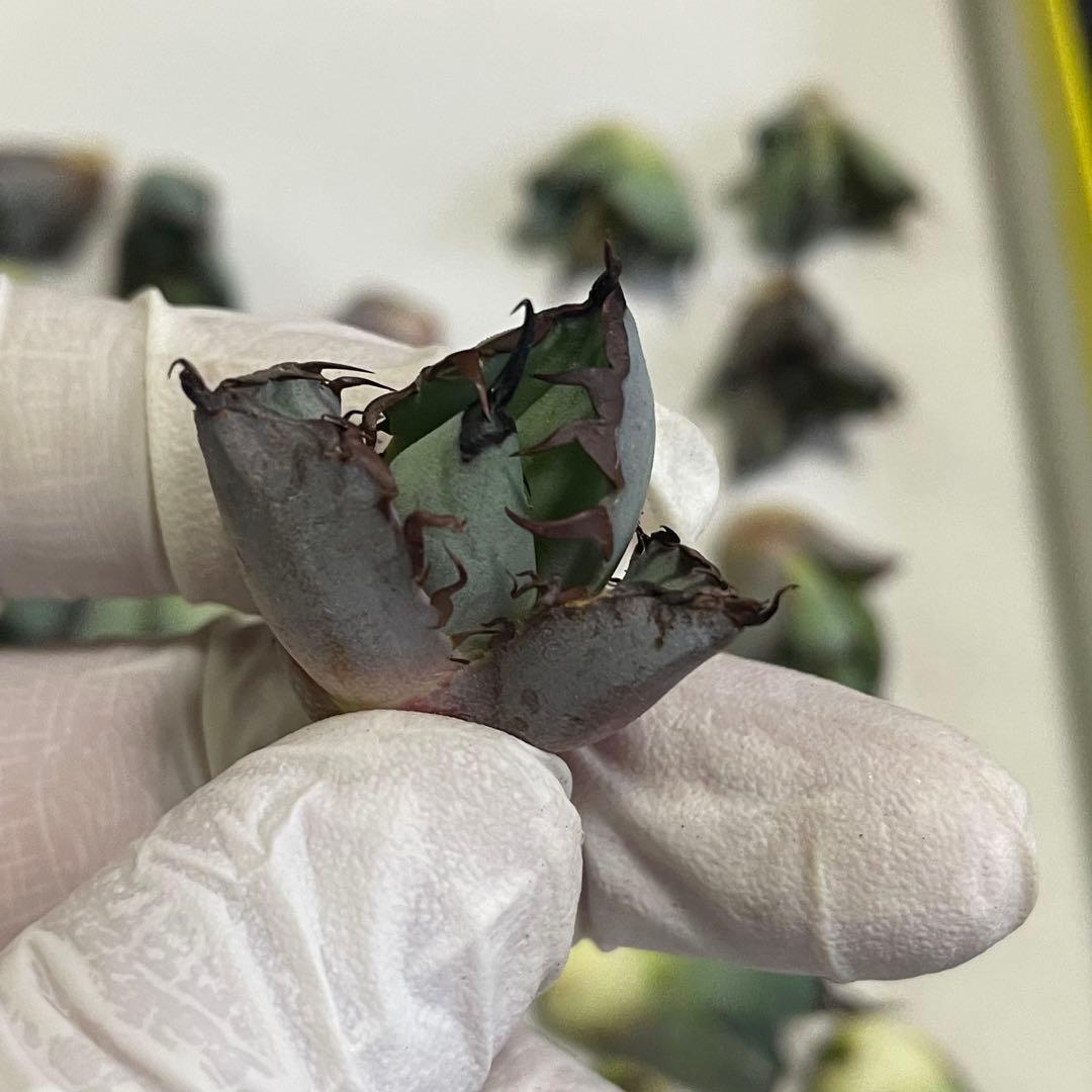 多肉植物 アガベ チタノタ ブラックアンドブルー BB 大子株 30株同梱