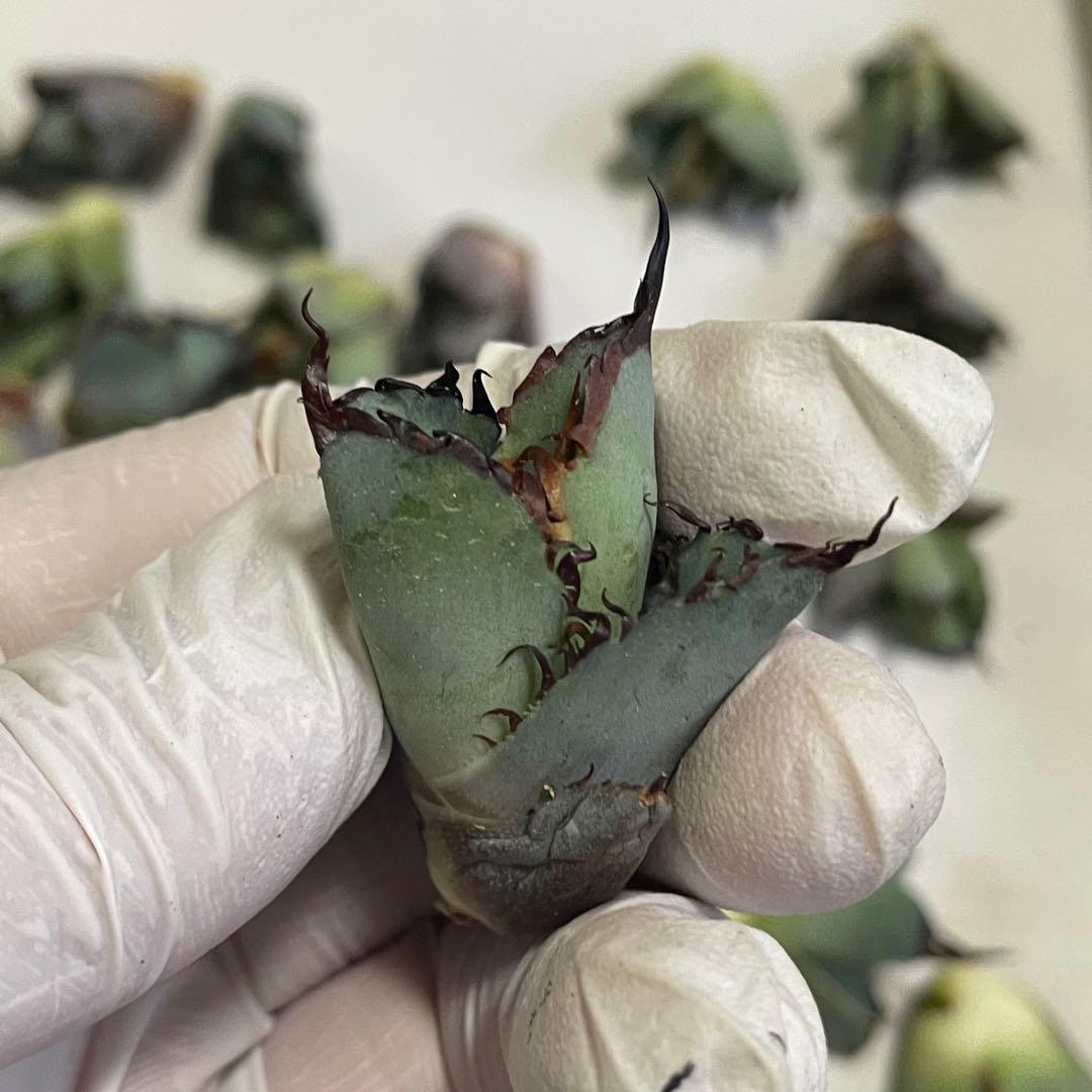 多肉植物 アガベ チタノタ ブラックアンドブルー BB 大子株 30株同梱