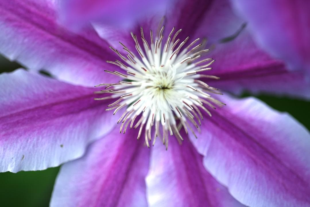 レンズ(単焦点) Nikon Ai-S Micro-NIKKOR 105mm F2.8