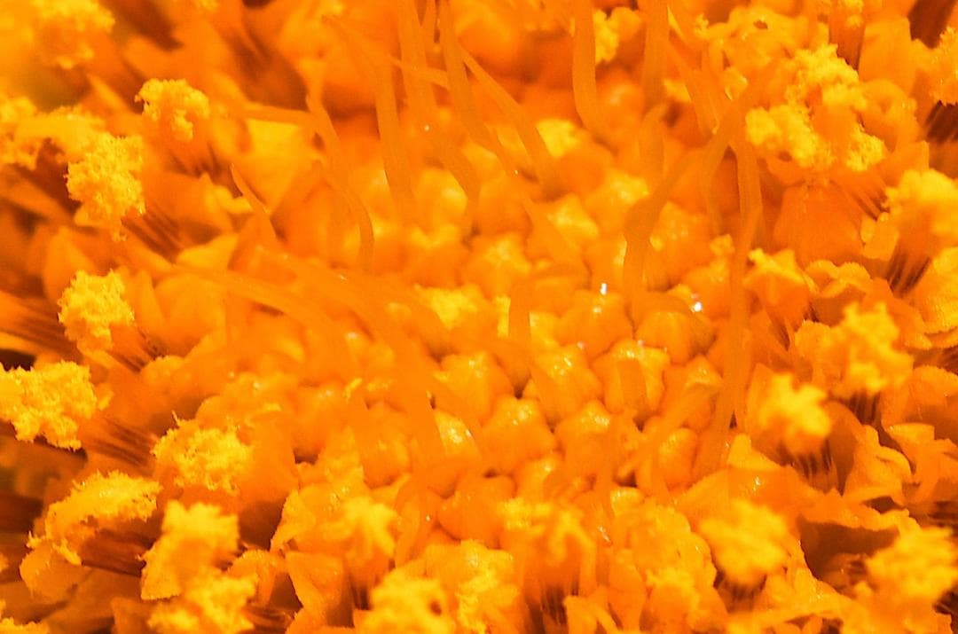 レンズ(単焦点) Nikon Ai-S Micro-NIKKOR 105mm F2.8