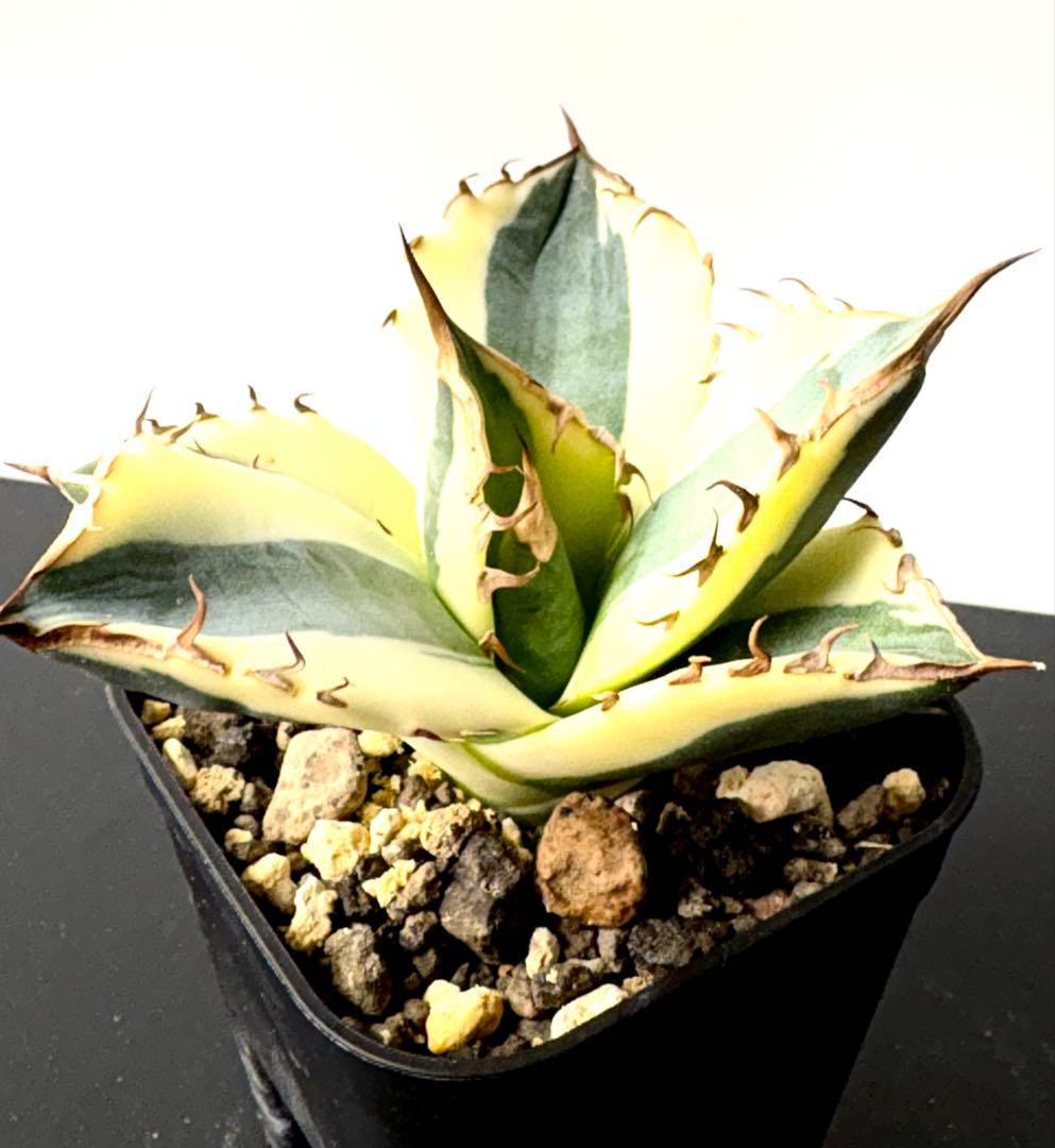 【希少】アガベ チタノタ スナグルトゥース　暴牙 美株　No.42