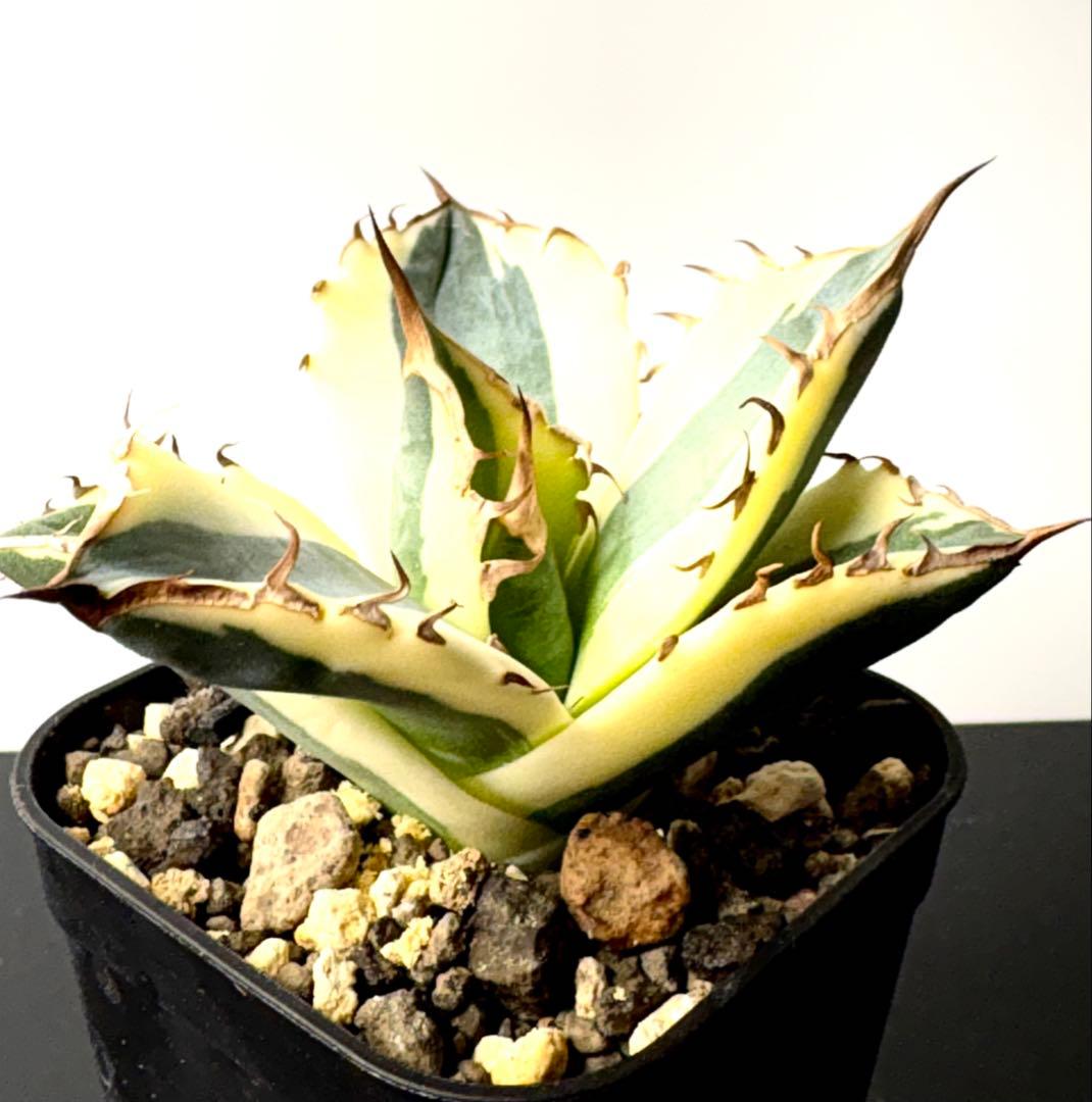 【希少】アガベ チタノタ スナグルトゥース　暴牙 美株　No.42