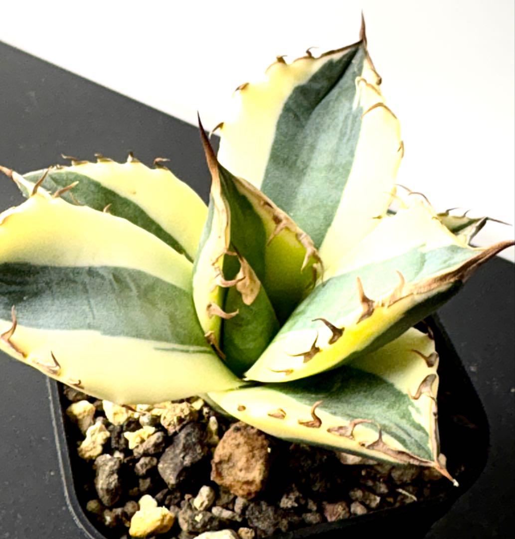 【希少】アガベ チタノタ スナグルトゥース　暴牙 美株　No.42