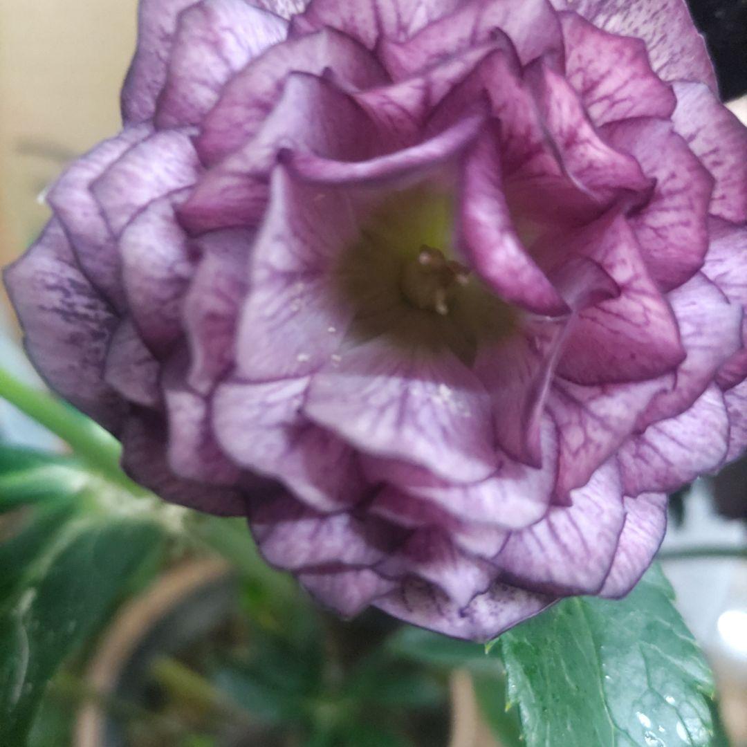 ⭐️多弁咲き⭐️5号鉢4品種４鉢①セット