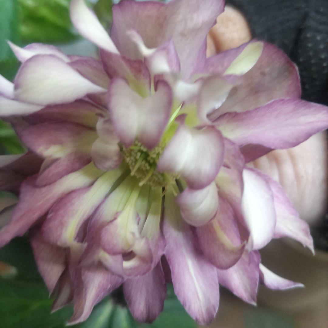 ⭐️多弁咲き⭐️5号鉢4品種４鉢①セット