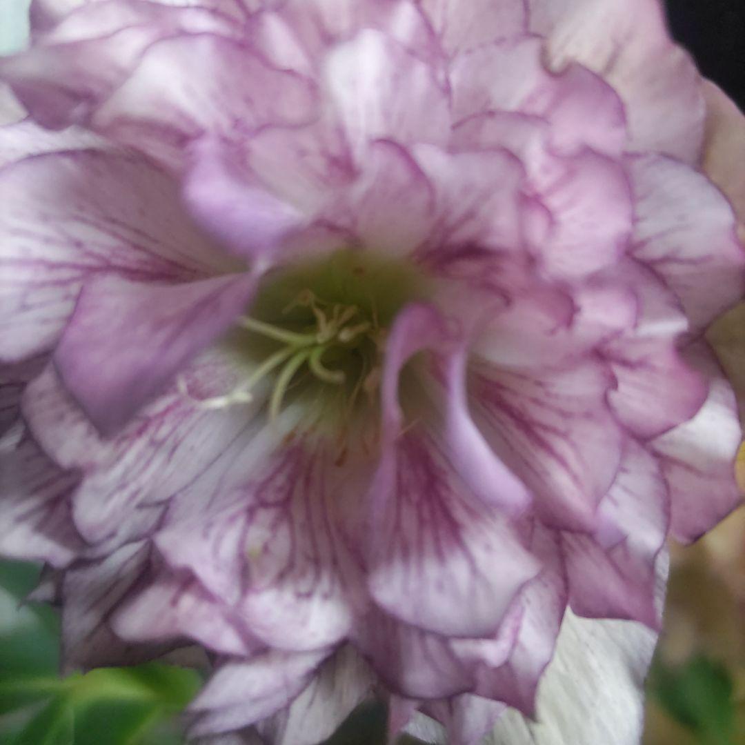 ⭐️多弁咲き⭐️5号鉢4品種４鉢①セット