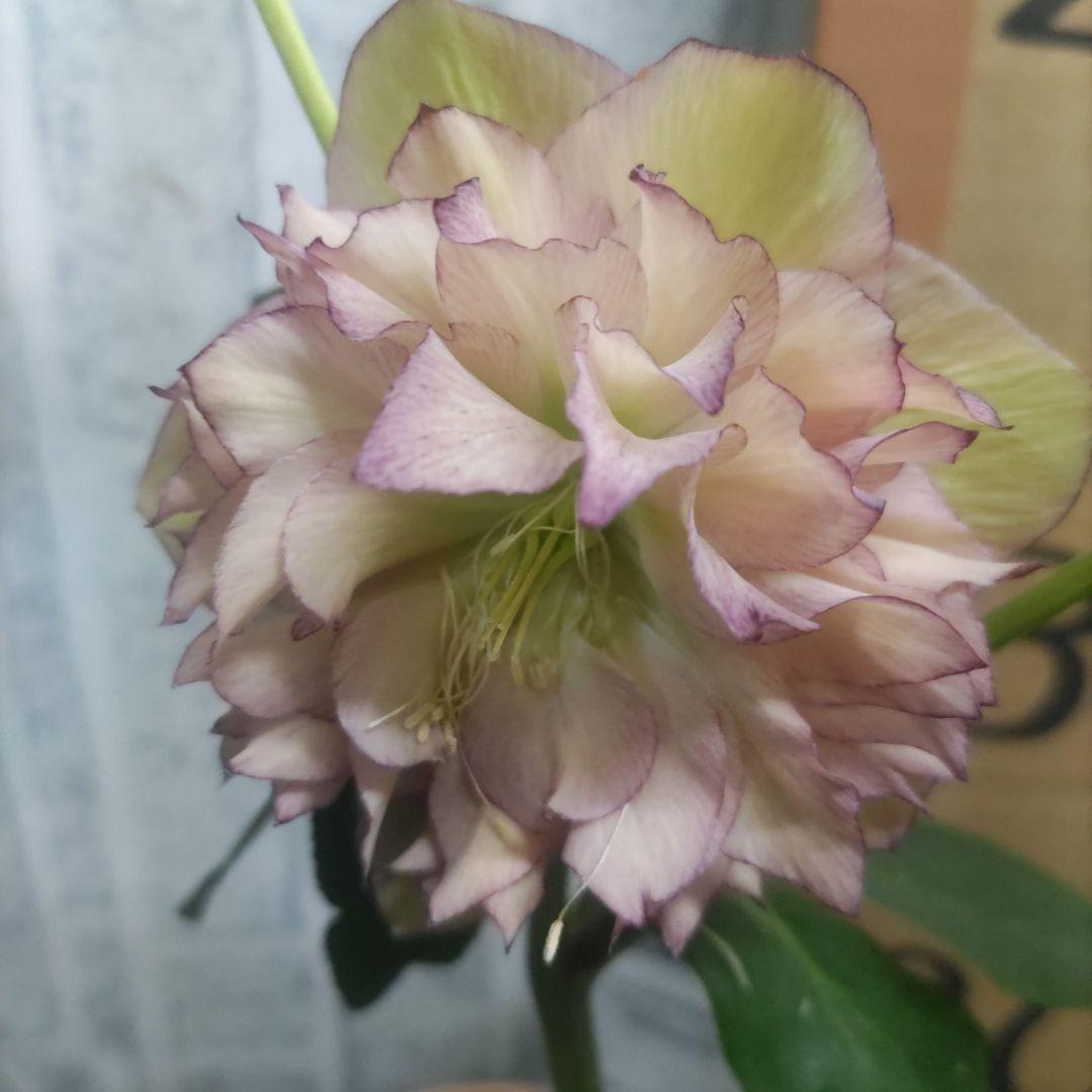 ⭐️多弁咲き⭐️5号鉢4品種４鉢①セット