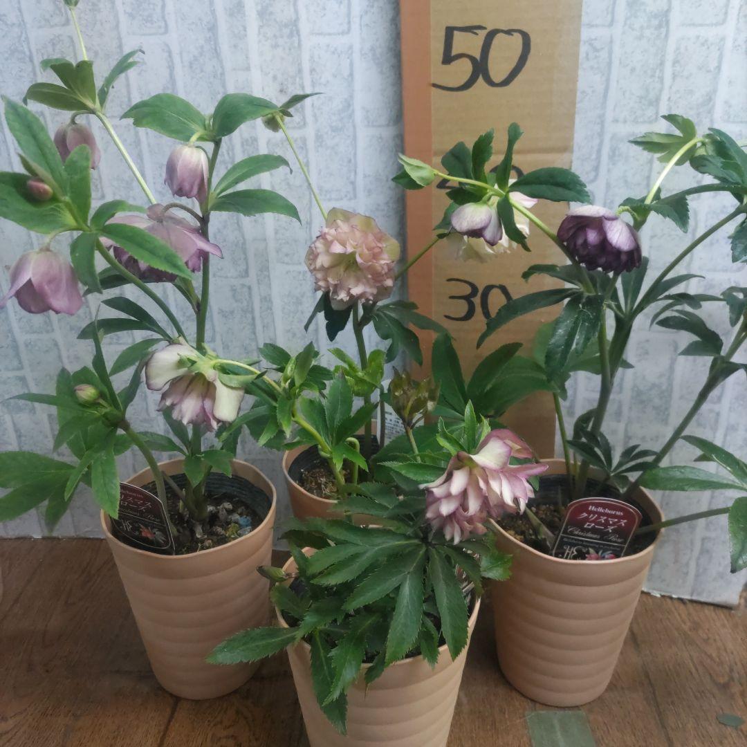 ⭐️多弁咲き⭐️5号鉢4品種４鉢①セット