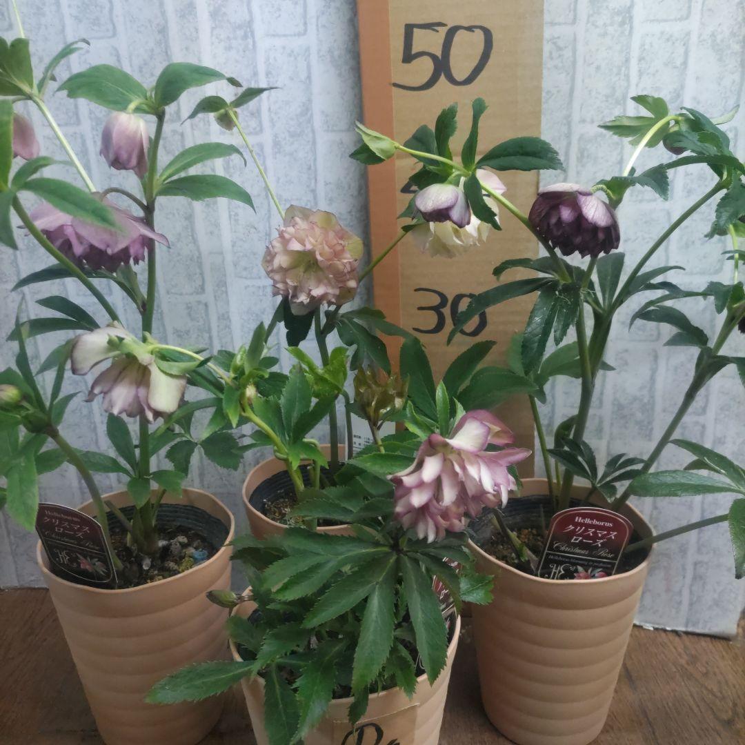 ⭐️多弁咲き⭐️5号鉢4品種４鉢①セット