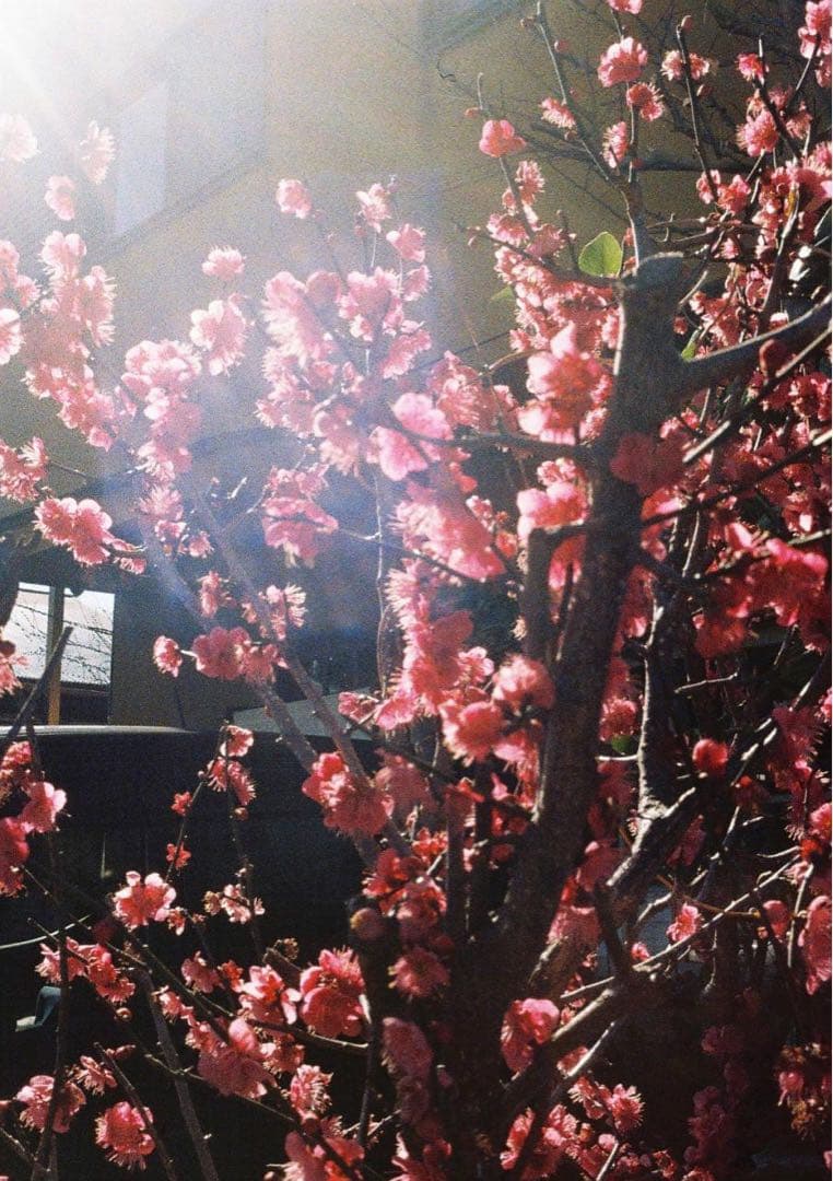 作例必見！OLYMPUS PEN D2