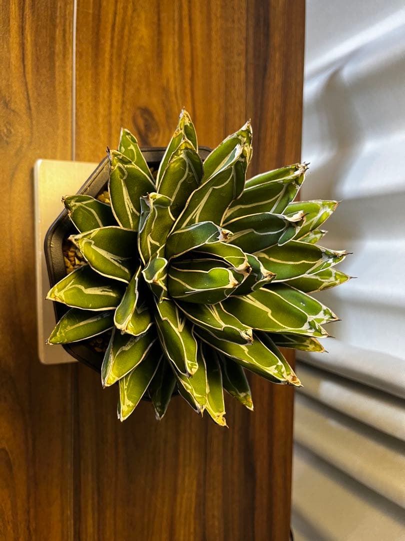 アガベ 笹の雪 大株