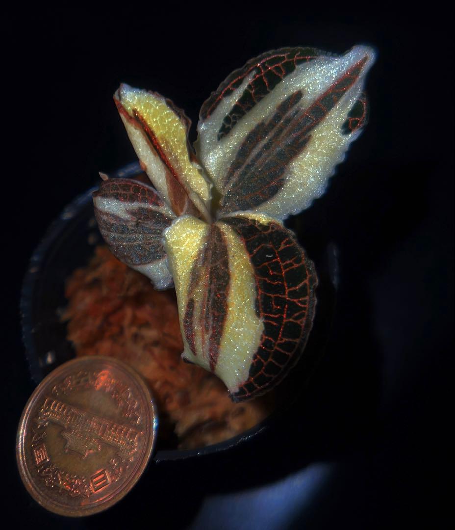 ジュエルオーキッド,アネクトキルスvariegata