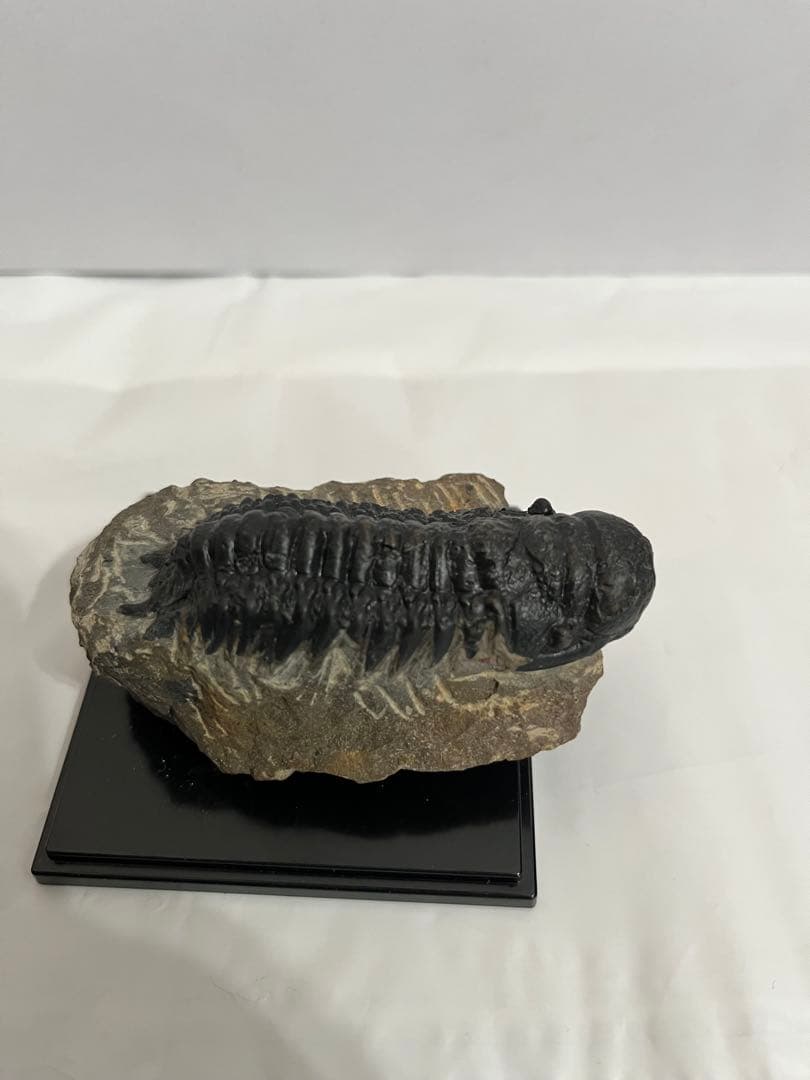 三葉虫化石 約69.8mm