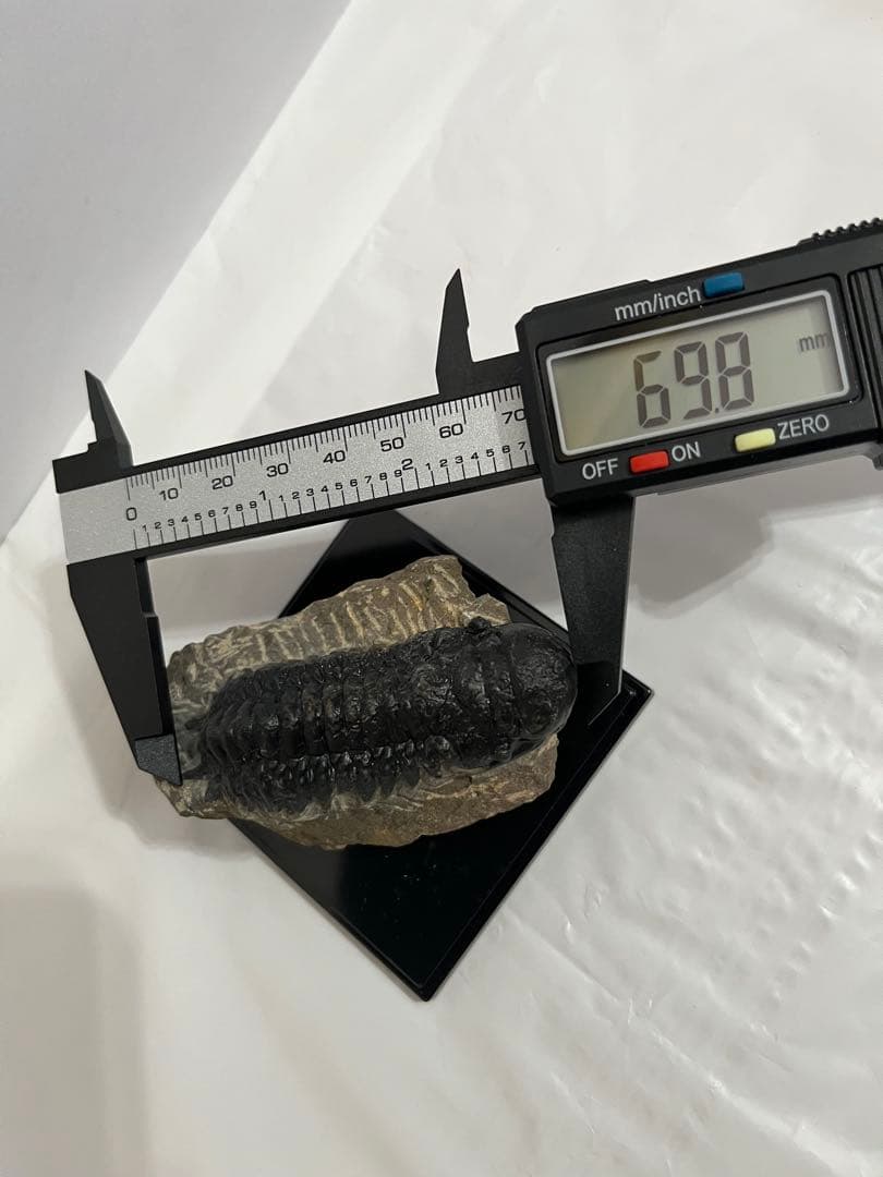 三葉虫化石 約69.8mm