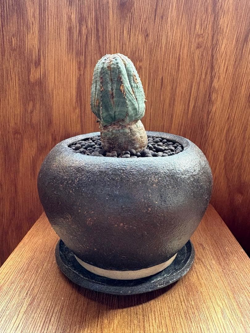 古株　オベサ 木質化 作家鉢