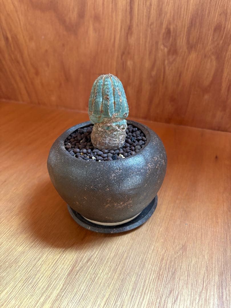 古株　オベサ 木質化 作家鉢