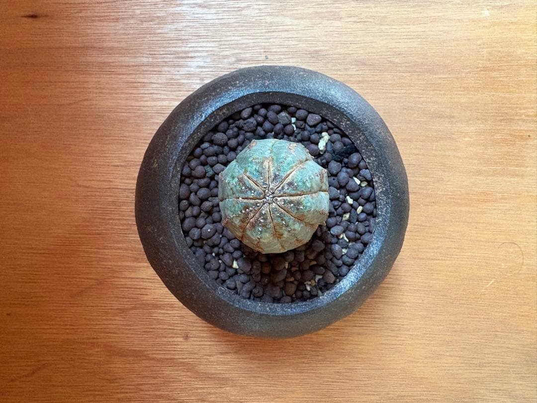 古株　オベサ 木質化 作家鉢