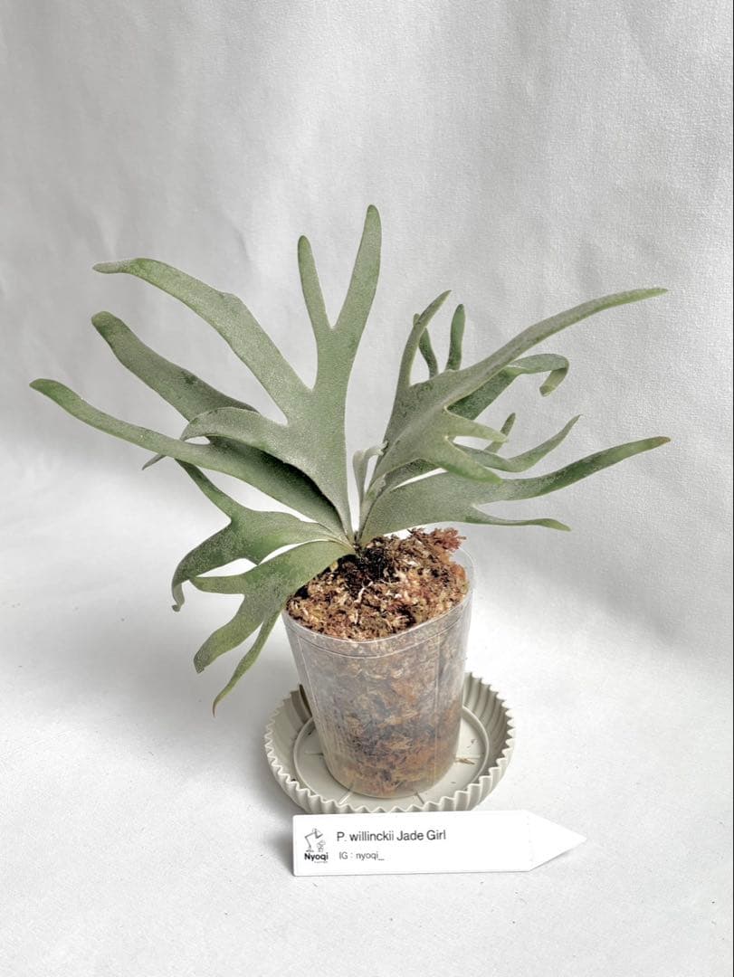 【メルカリ便】P. Willinckii Jade Girl(TC) 【46】