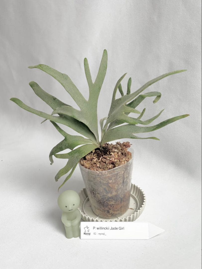 【メルカリ便】P. Willinckii Jade Girl(TC) 【46】