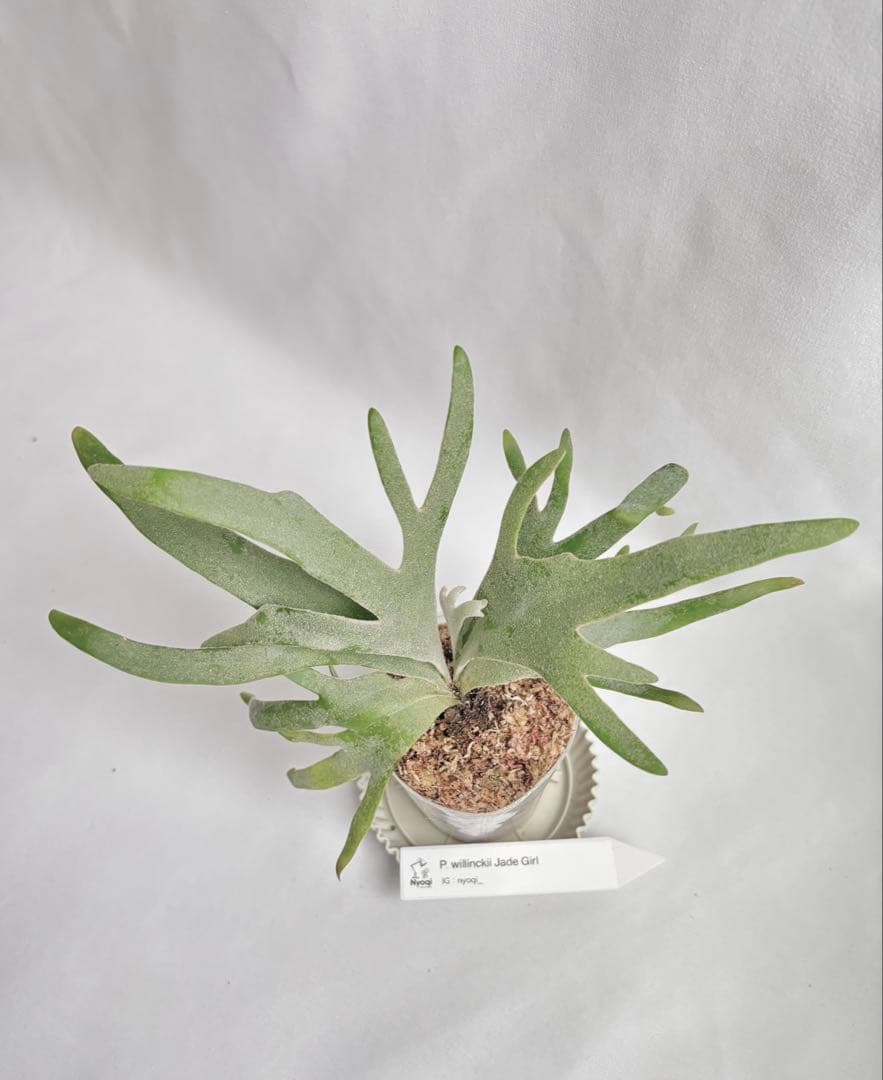 【メルカリ便】P. Willinckii Jade Girl(TC) 【46】
