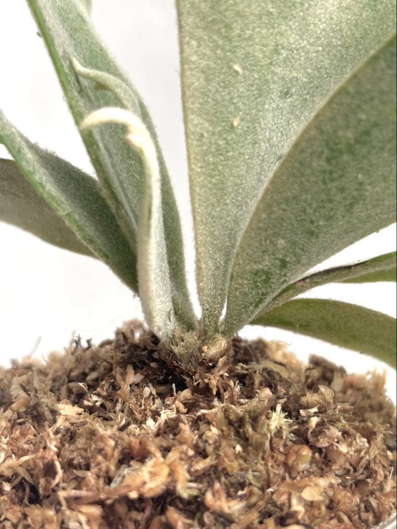 【メルカリ便】P. Willinckii Jade Girl(TC) 【46】